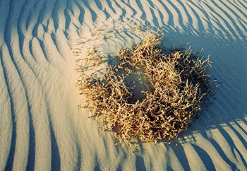 Sand dune detail Mungo 2sm.jpg