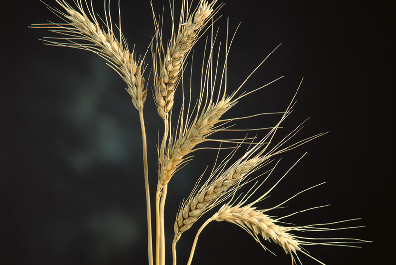 Wheat Husk Australian Agriculture photo Rob Little